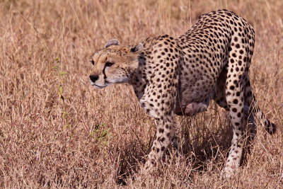 Cheetah - feeding mother