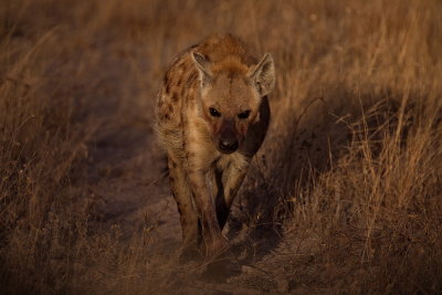 Hyena - early morning