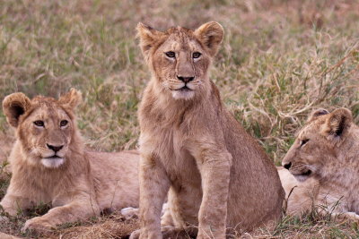Young lions - cute at this age!