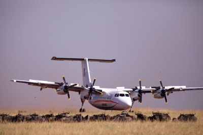 Air Kenya Vs Wilderbeest