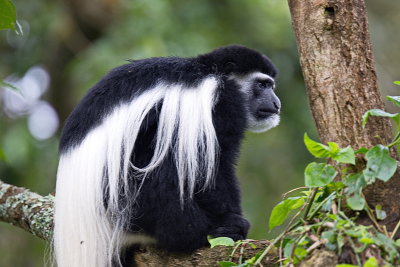 Colobus Monkey
