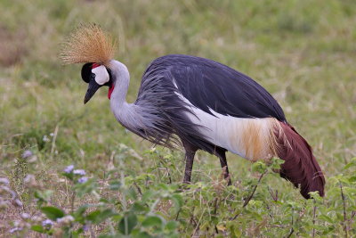 Grey Crowned Crane
