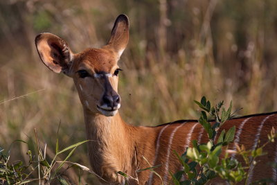 Nyala Antelope