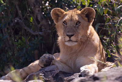Young Lion