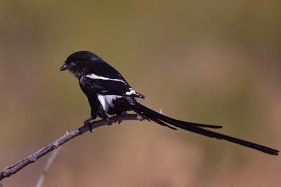 Magpie Shrike - Looong Tail!