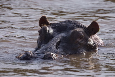 Hippo....