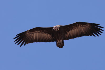Hooded Vulture