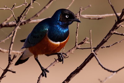 Superb Starling