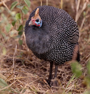 Guinea Fowl