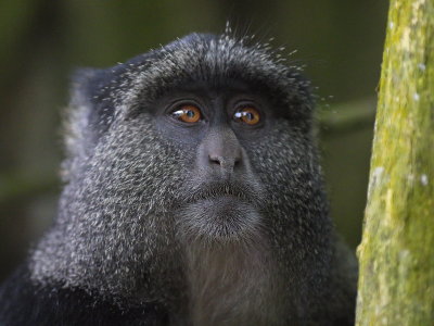 Blue Monkey
