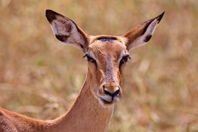 Impala