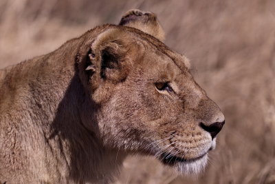 Lioness - on the hunt