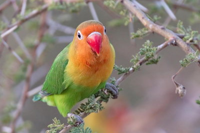 Lilian's Lovebird