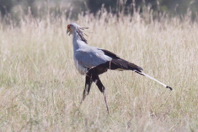 Secretary Bird