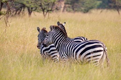 Zebra