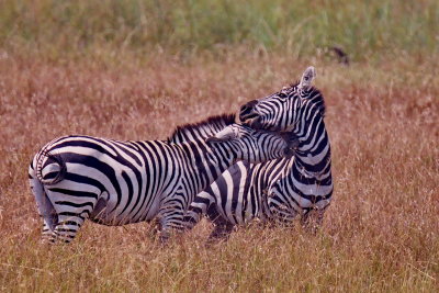 Zebras Fighting