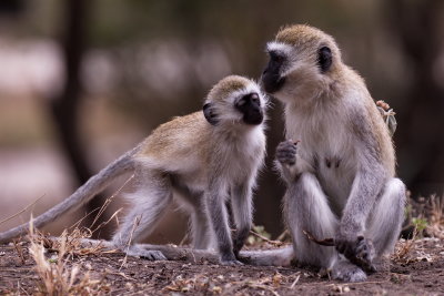 Vervet Monkeys