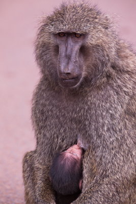 Mother and Baby