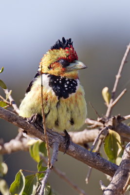 Crested Barbet
