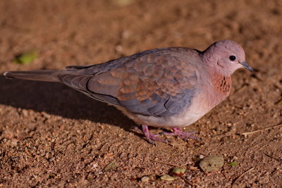Laughing Dove