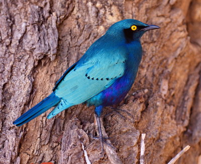 Greater Blue Eared Starling