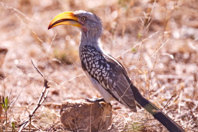 Yellow Billed Hornbill