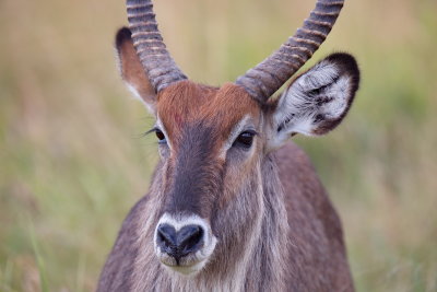 Water Buck