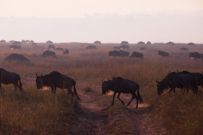 Wildebeest - The Migration