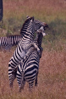 Zebras Fighting