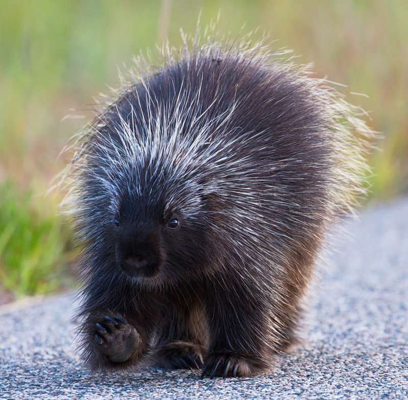 Porcupine Hoody-Do