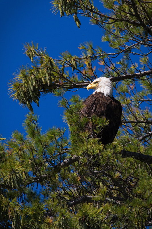 Bald Eagle