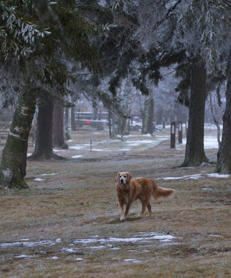 Georgie in November Frost