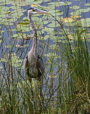 Great Blue Heron