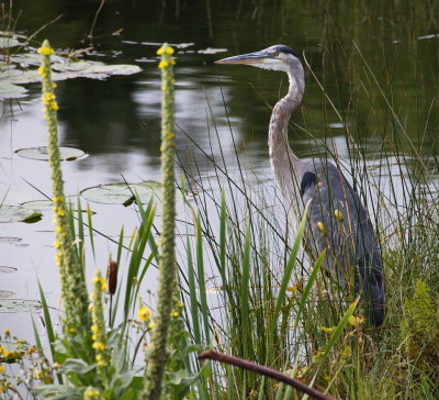 Great Blue Heron