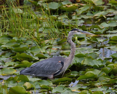 Great Blue Heron