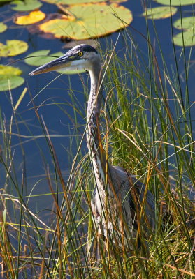 Great Blue Heron