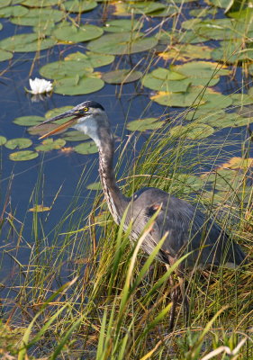 Great Blue Heron