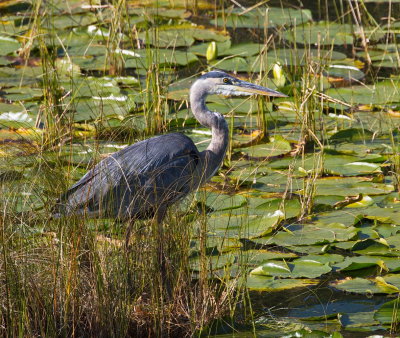 Great Blue Heron