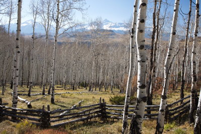 Aspens