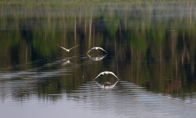 Taking Flight