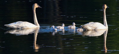 Season of Swans #3