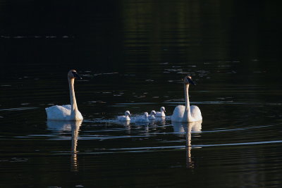 Season of Swans #4