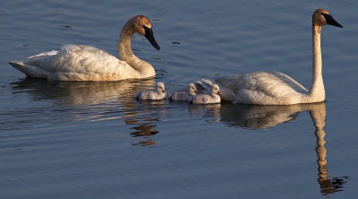 Season of Swans #5