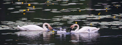 Season of Swans #6