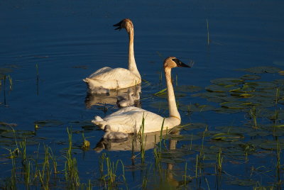 Season of Swans #8