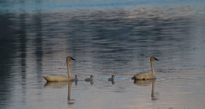 Season of Swans #7