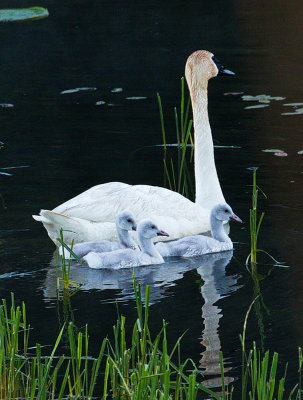 Season of Swans #8