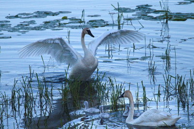 Season of Swans #9