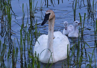 Season of Swans #10