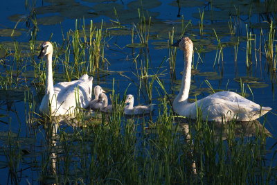 Season of Swans #12
